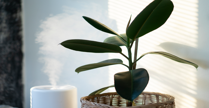 Are Humidifiers the Shortcut to Dewy, Hydrated Skin?